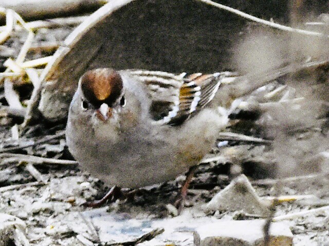 White-crowned Sparrow - ML646420514