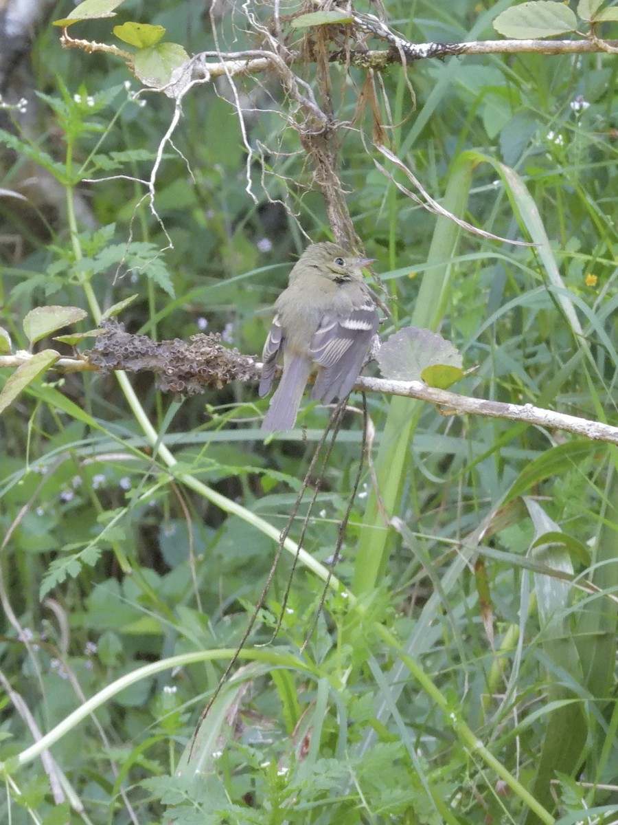 tyranovec žlutobřichý - ML646420515