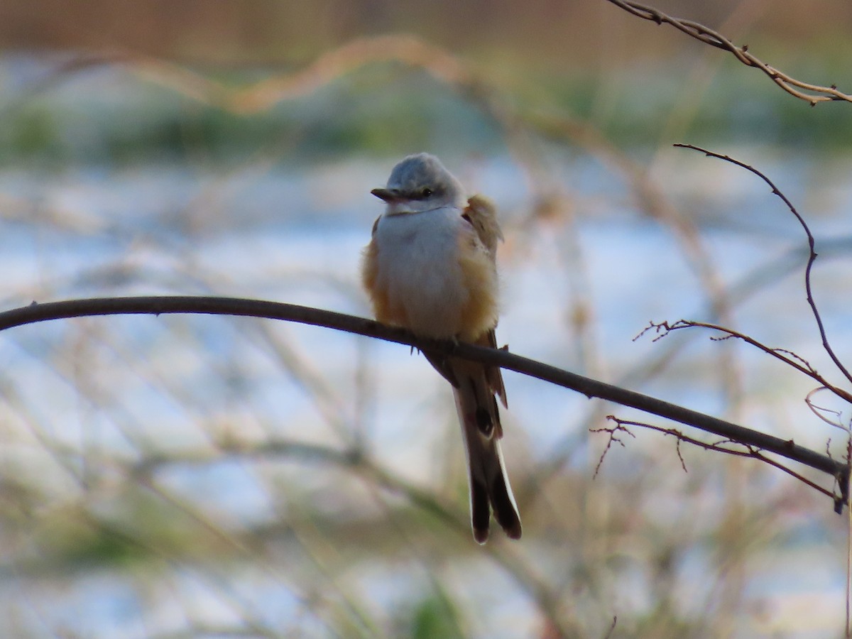 Scissor-tailed Flycatcher - ML646420516