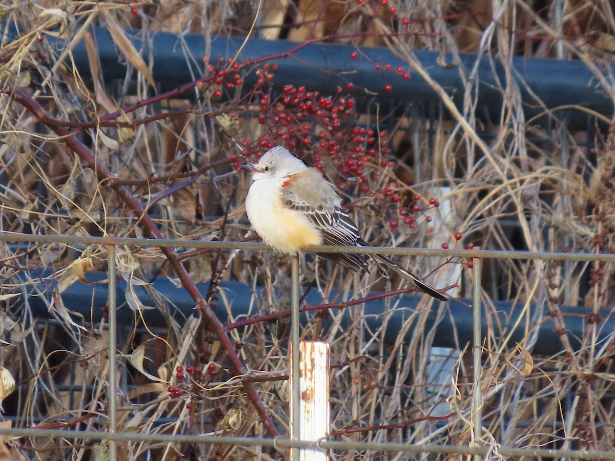 Scissor-tailed Flycatcher - ML646420517