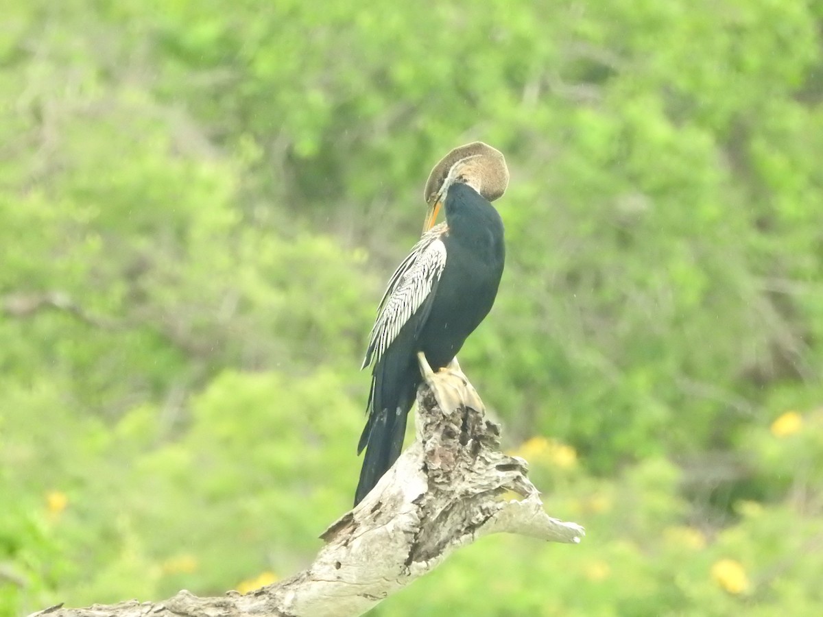 Oriental Darter - ML646420518