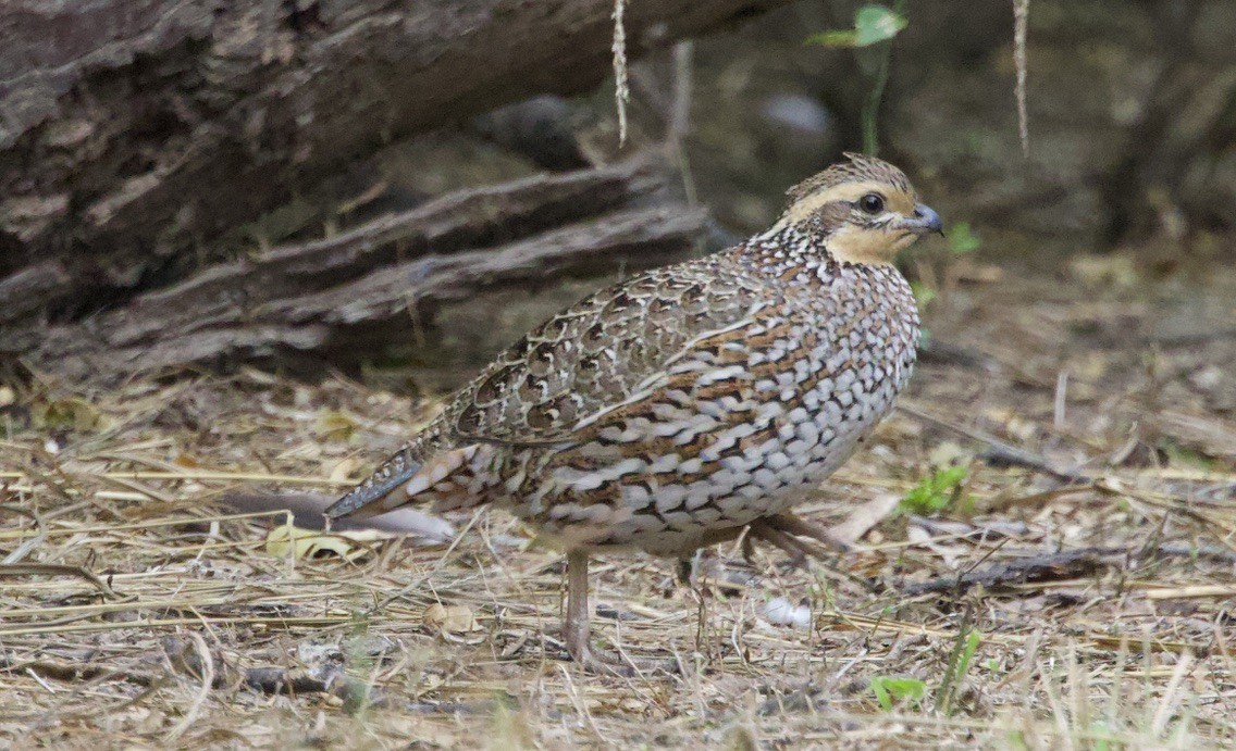 Northern Bobwhite - ML646420519