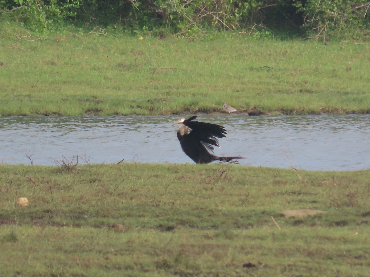 Змієшийка чорночерева - ML646420520