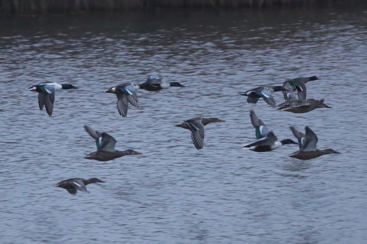 lžičák pestrý - ML646420521