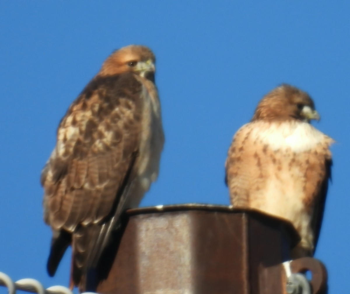 Red-tailed Hawk - ML646420522