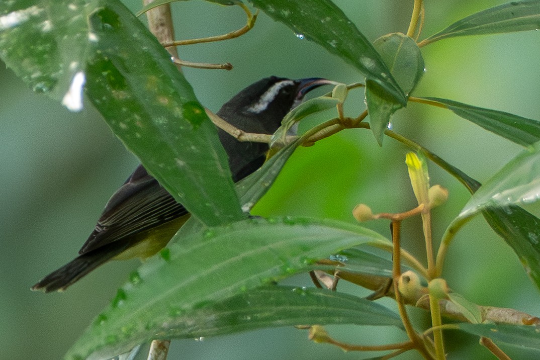 Bananaquit - ML646420523