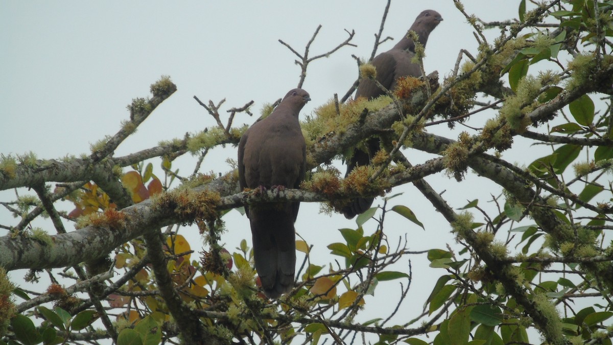 Ruddy Pigeon - ML646420525