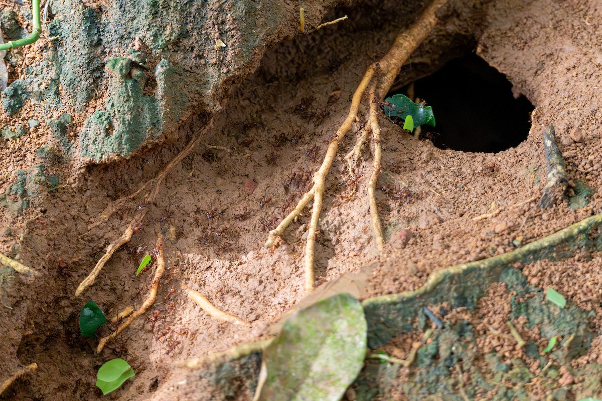 Acromyrmex Leafcutter Ants - ML646420526