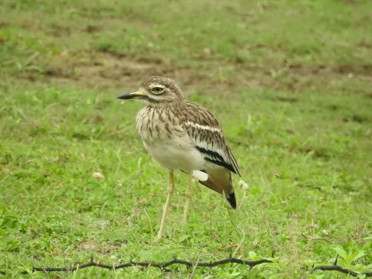 Indian Thick-knee - ML646420528