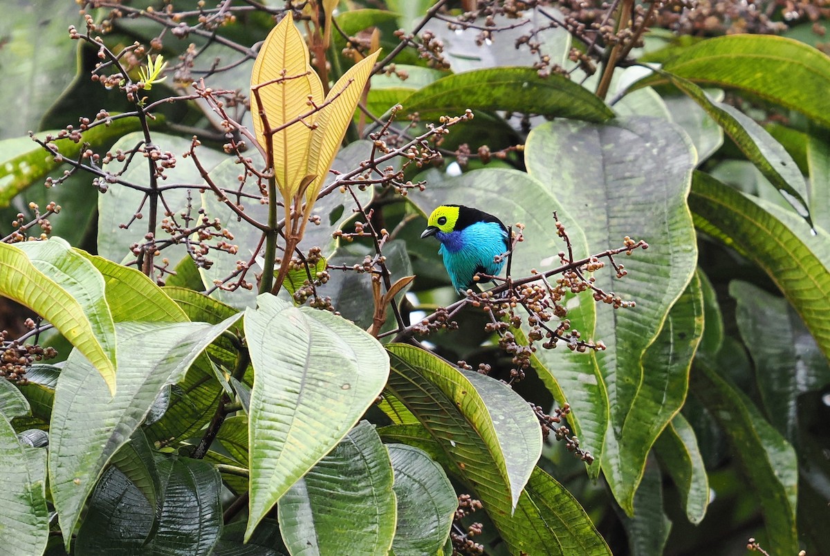 Paradise Tanager - ML646420529