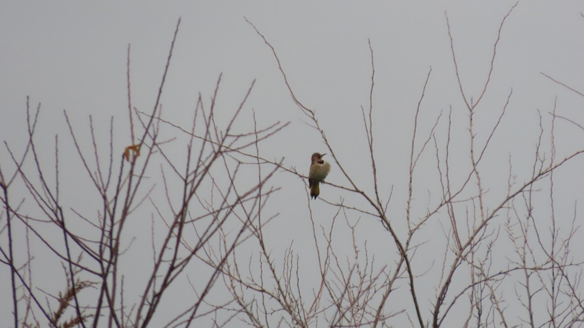 Northern Flicker (Yellow-shafted) - ML646420531
