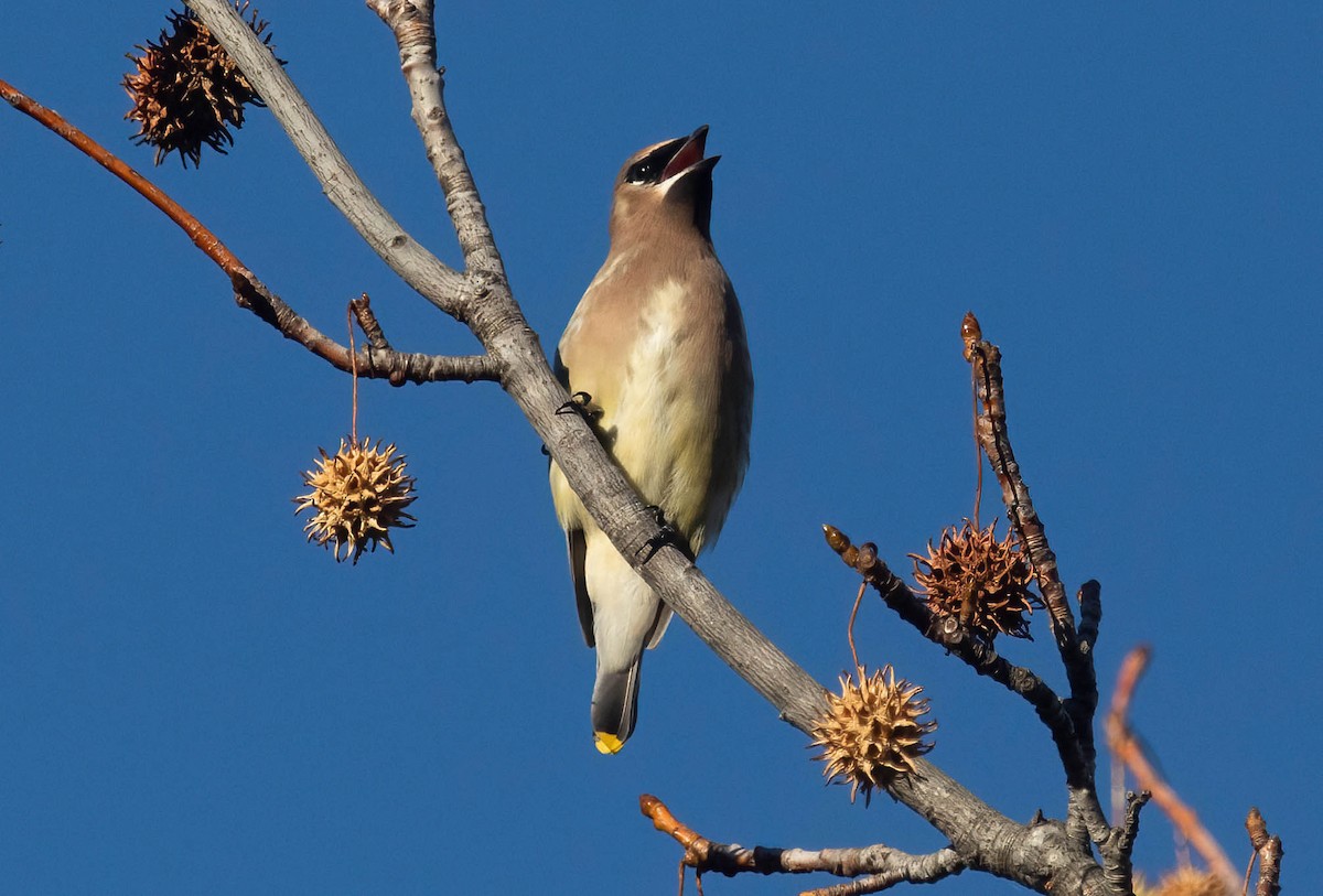 Cedar Waxwing - ML646420535