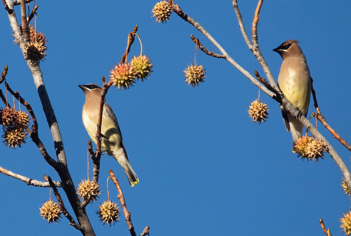 Cedar Waxwing - ML646420536
