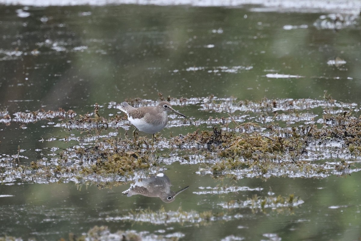 Solitary Sandpiper - ML646420539