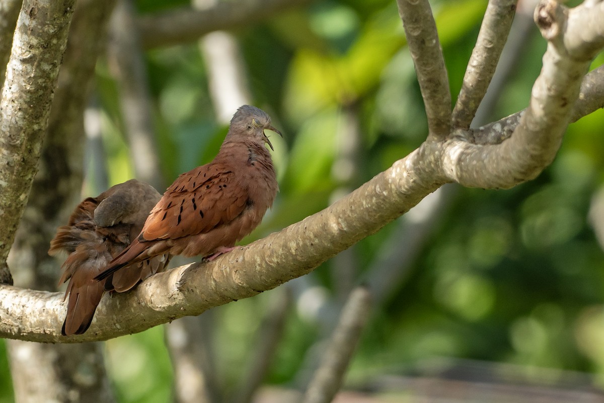 Colombe rousse - ML646420540