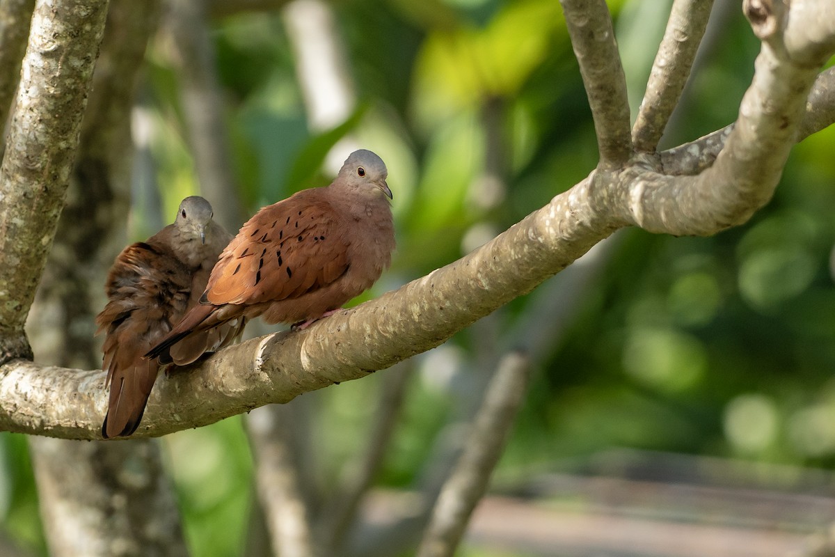 Colombe rousse - ML646420541