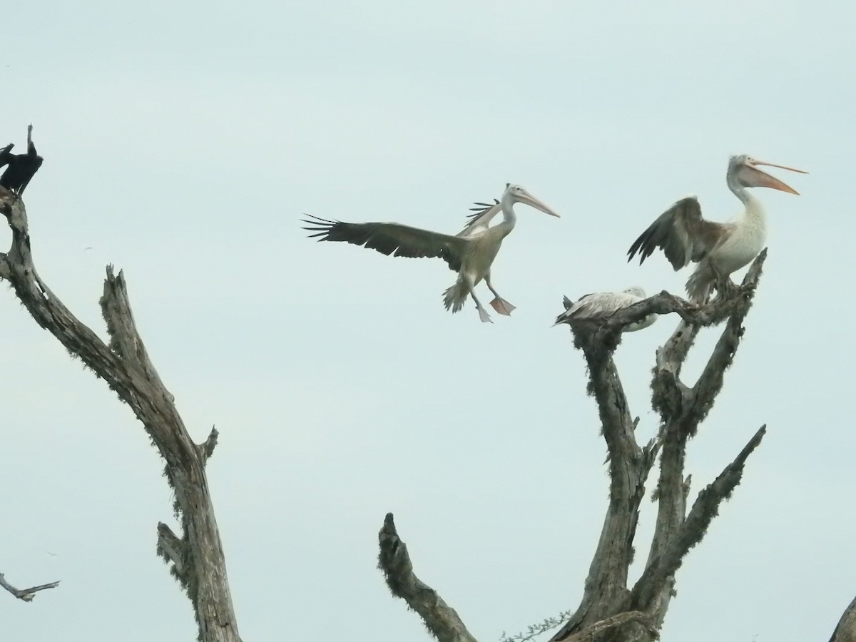 Hint Pelikanı - ML646420542