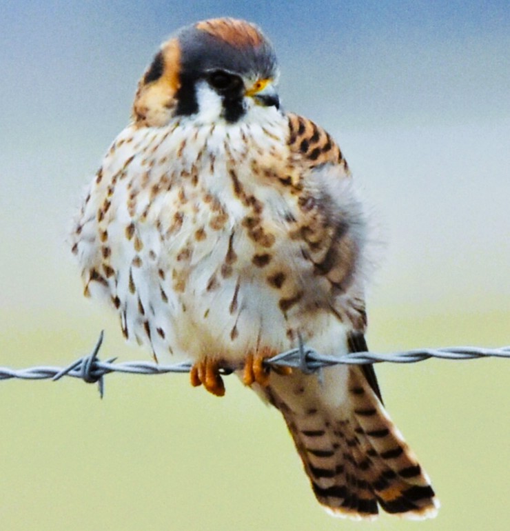 American Kestrel - ML646420545