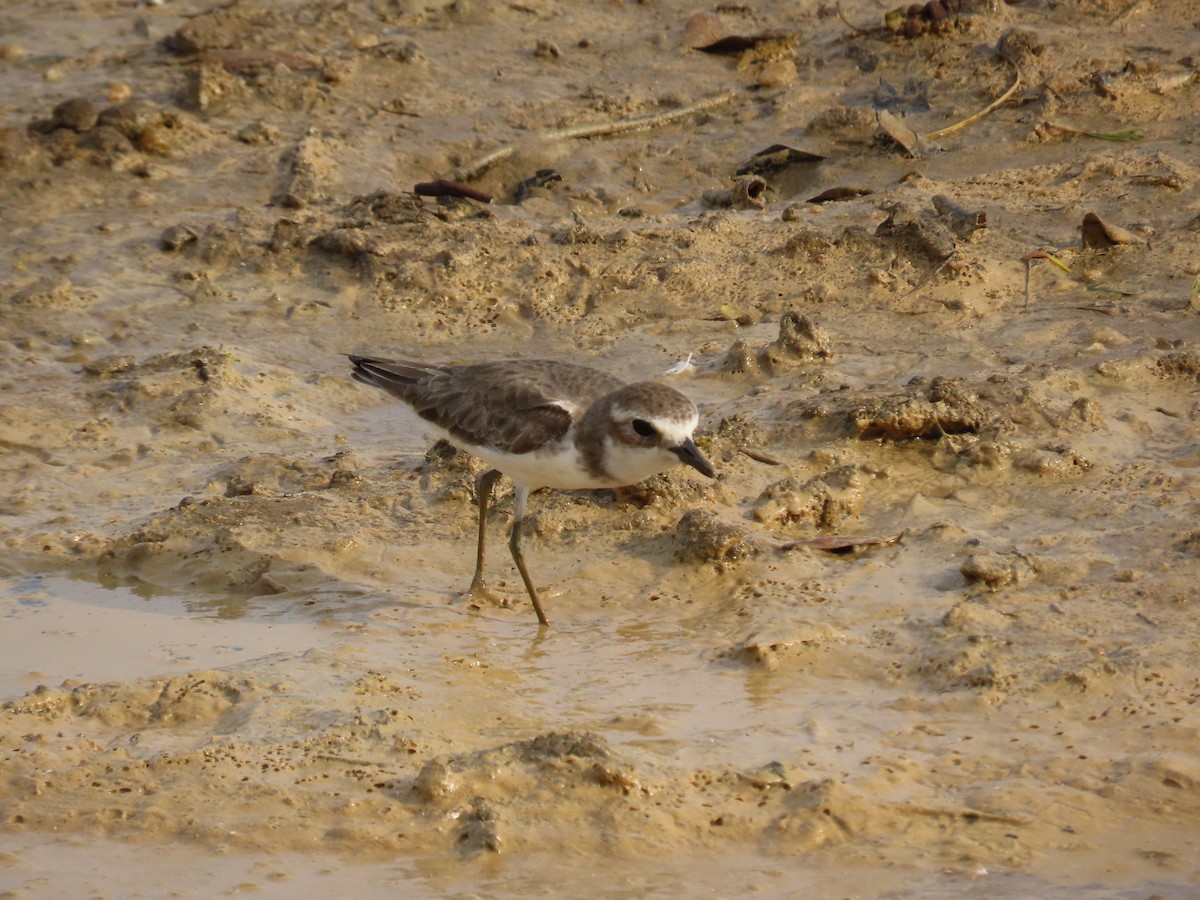 Пісочник морський - ML646420546