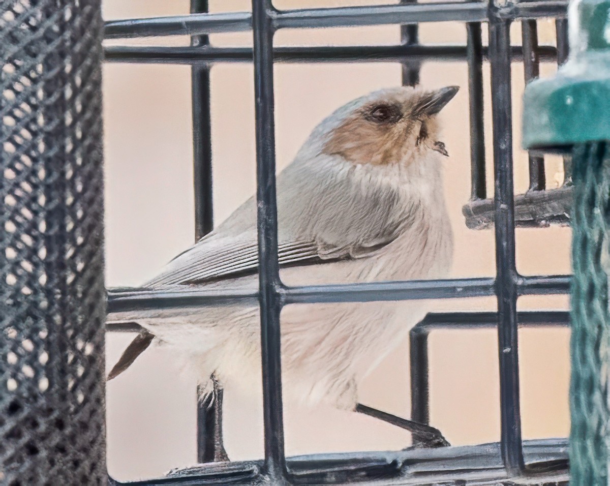 Buschschwanzmeise - ML646420552