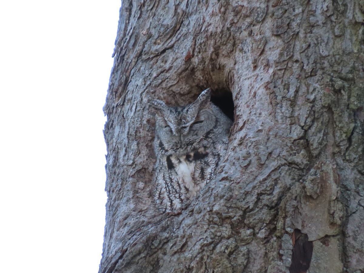 Eastern Screech-Owl - ML646420555