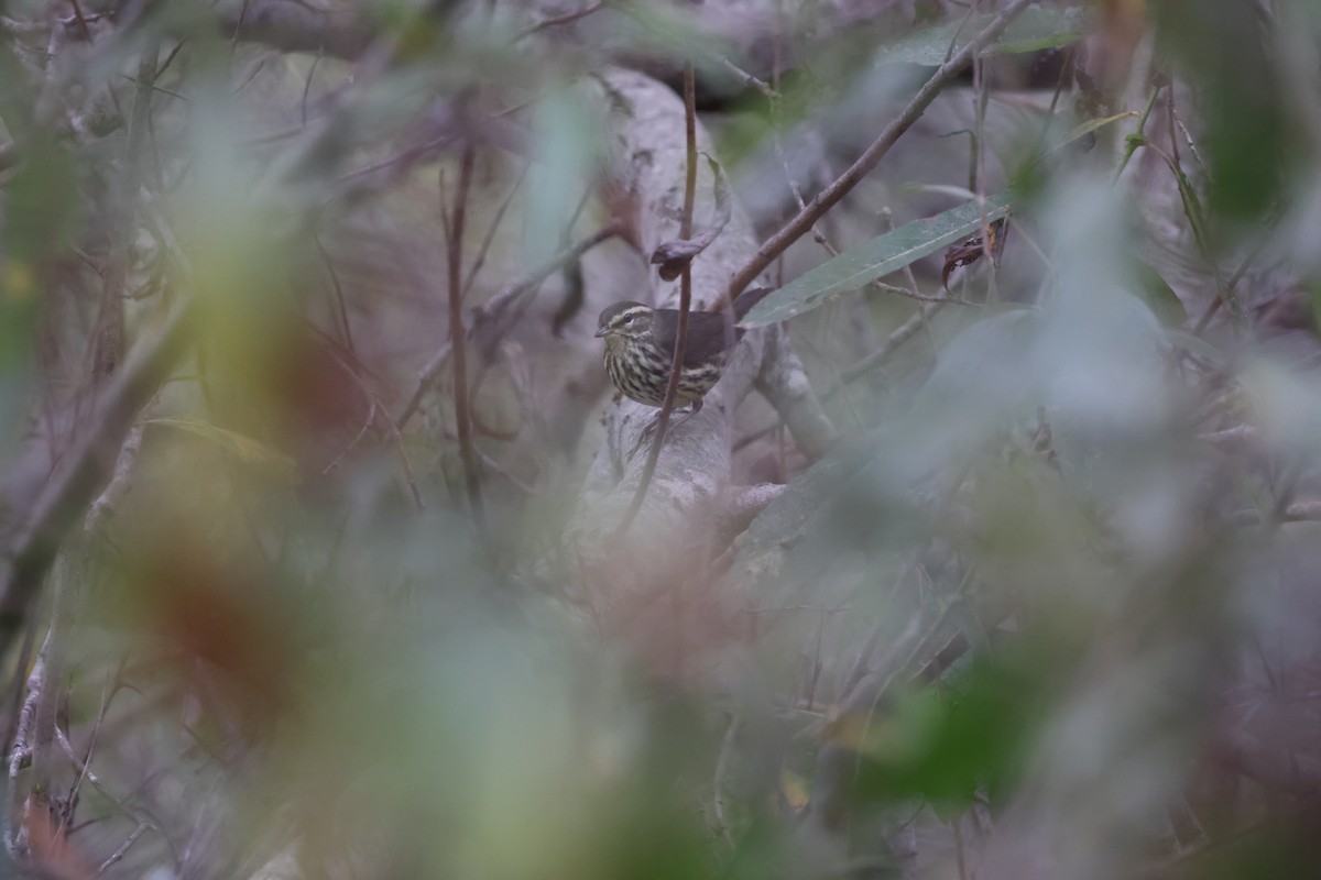 Northern Waterthrush - ML646420556