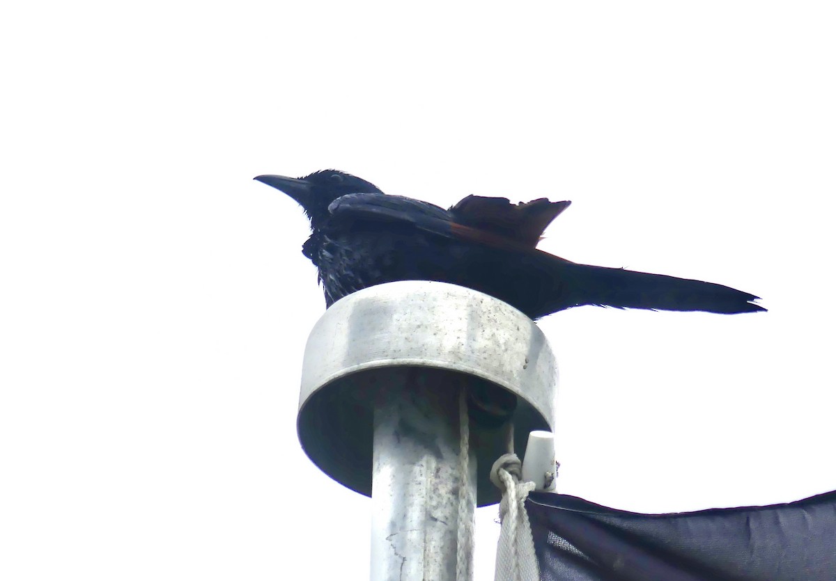 Red-winged Starling - ML646420557