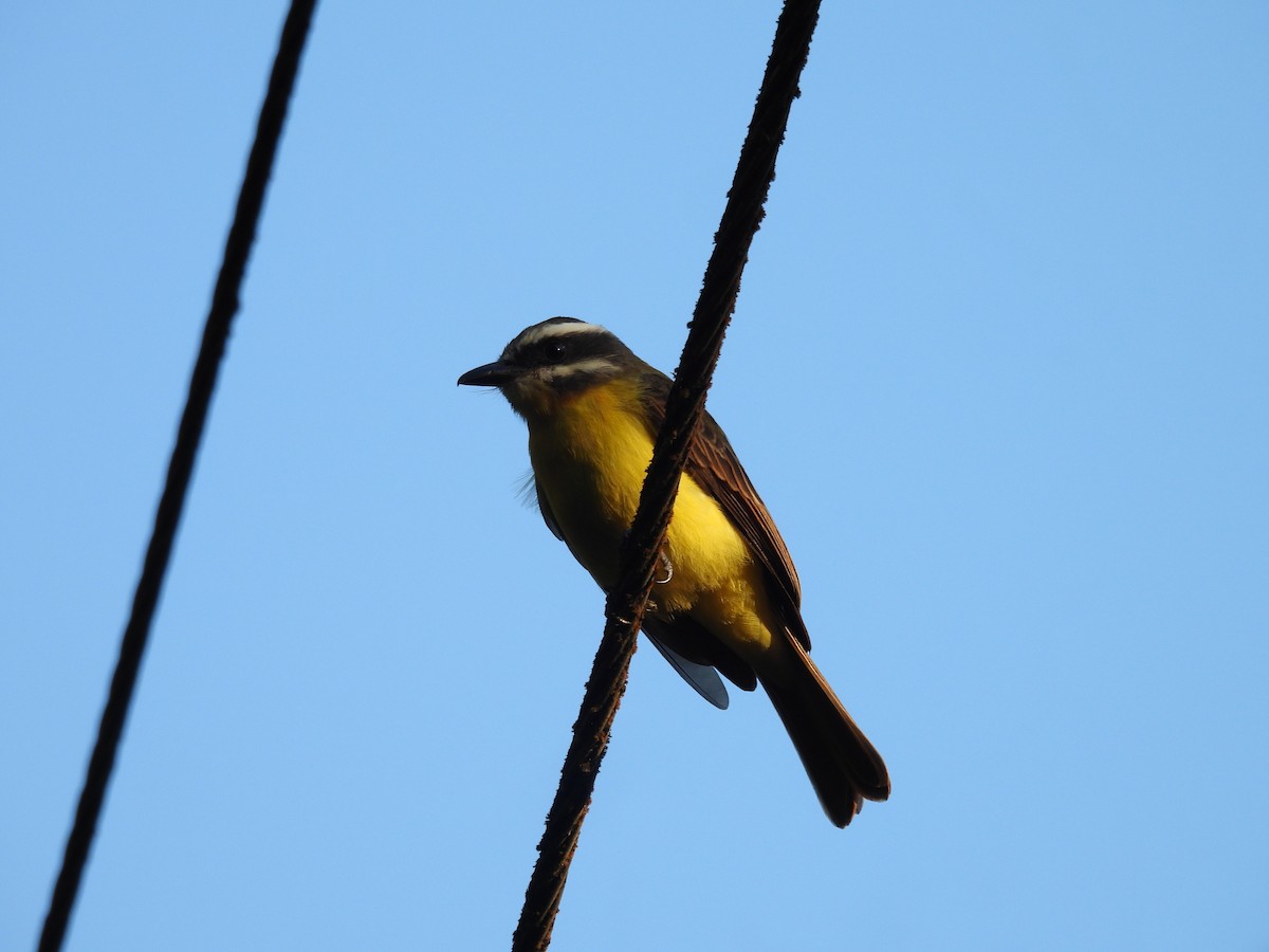 Tyran à ventre d'or - ML646420559