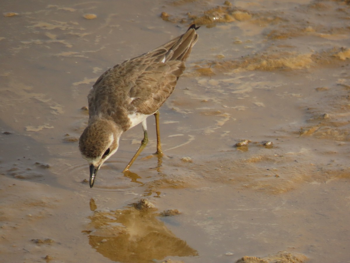 Пісочник морський - ML646420562