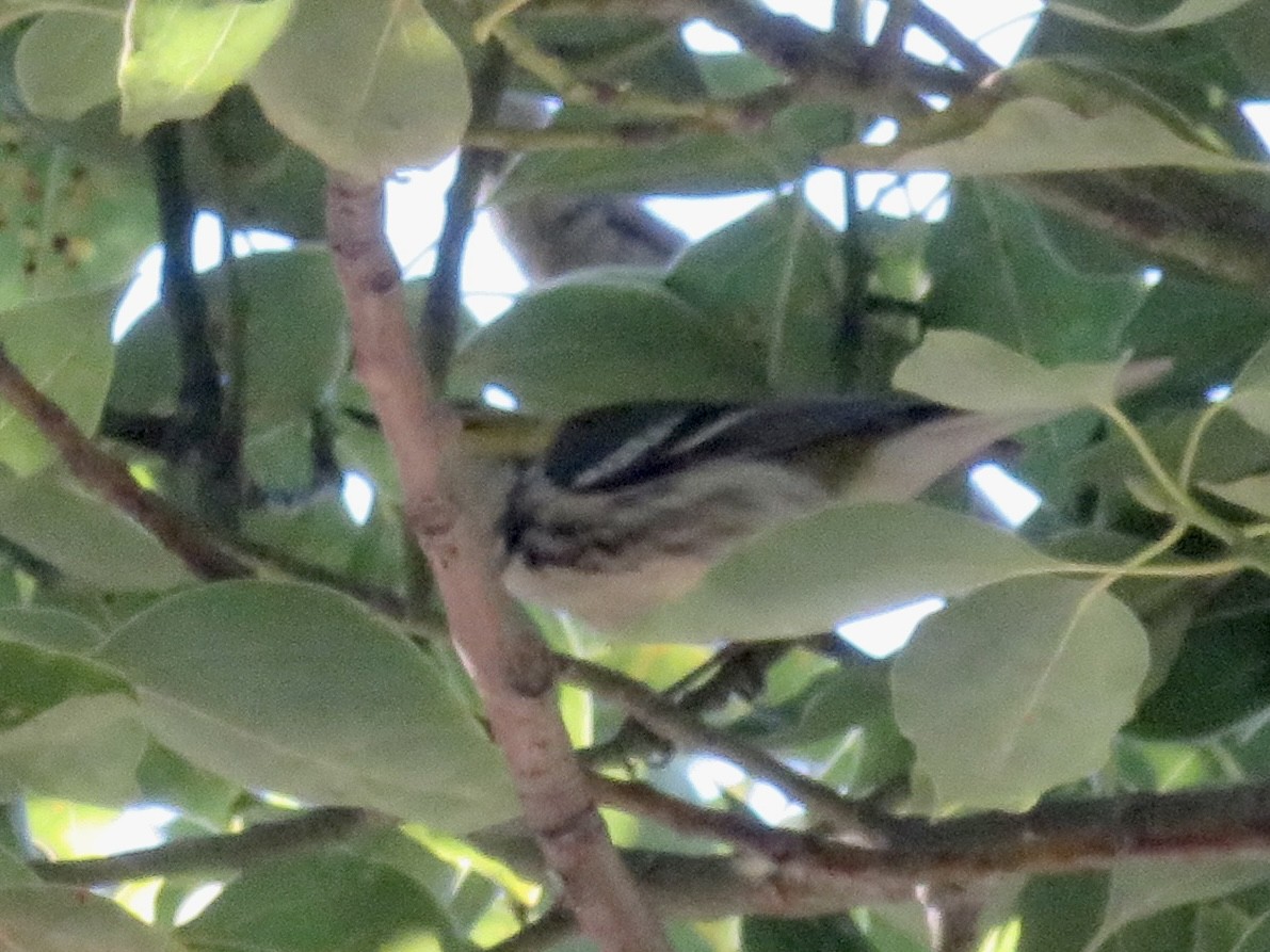 Зелёная древесница - ML646420563