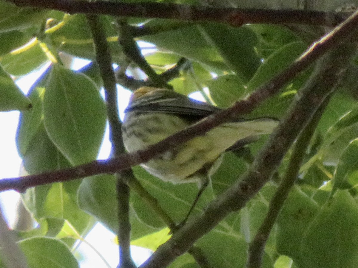 Зелёная древесница - ML646420564