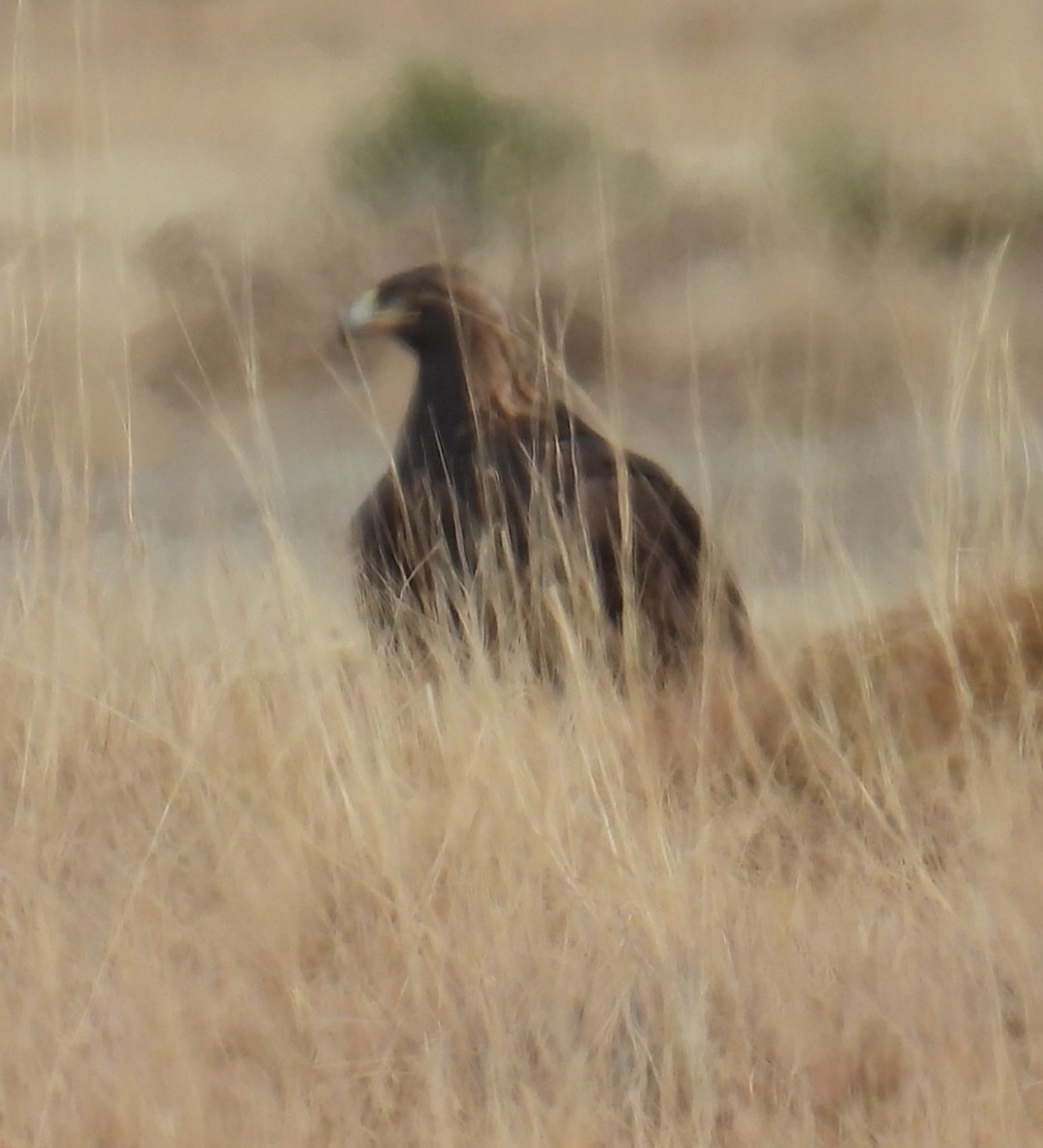 Golden Eagle - ML646420565