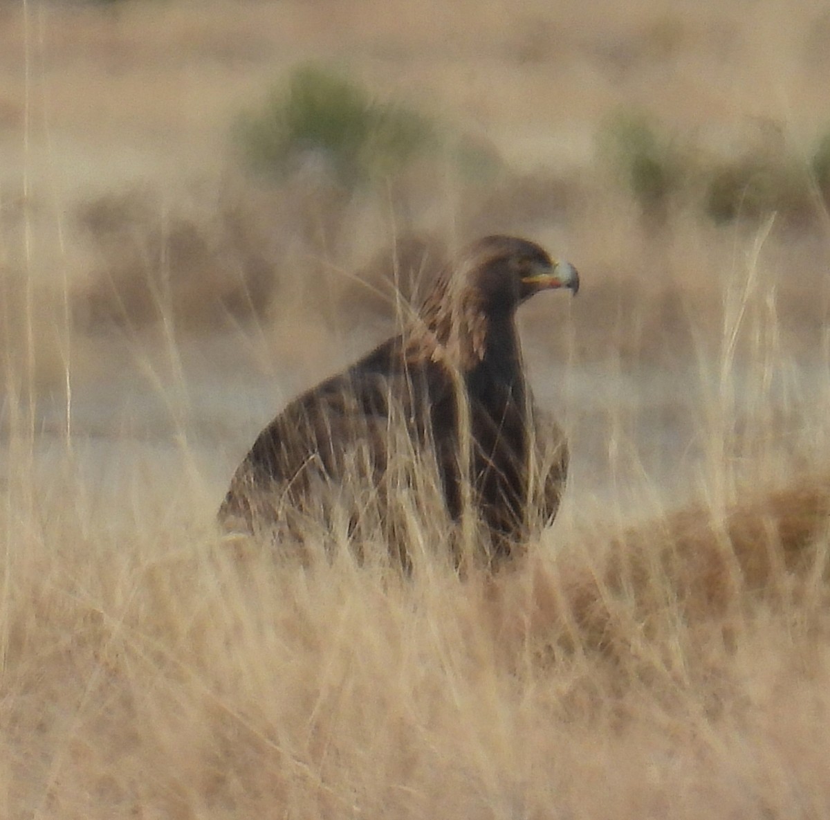 Golden Eagle - ML646420566