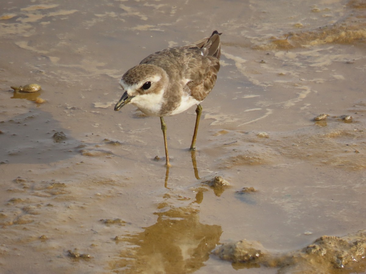 Пісочник морський - ML646420567