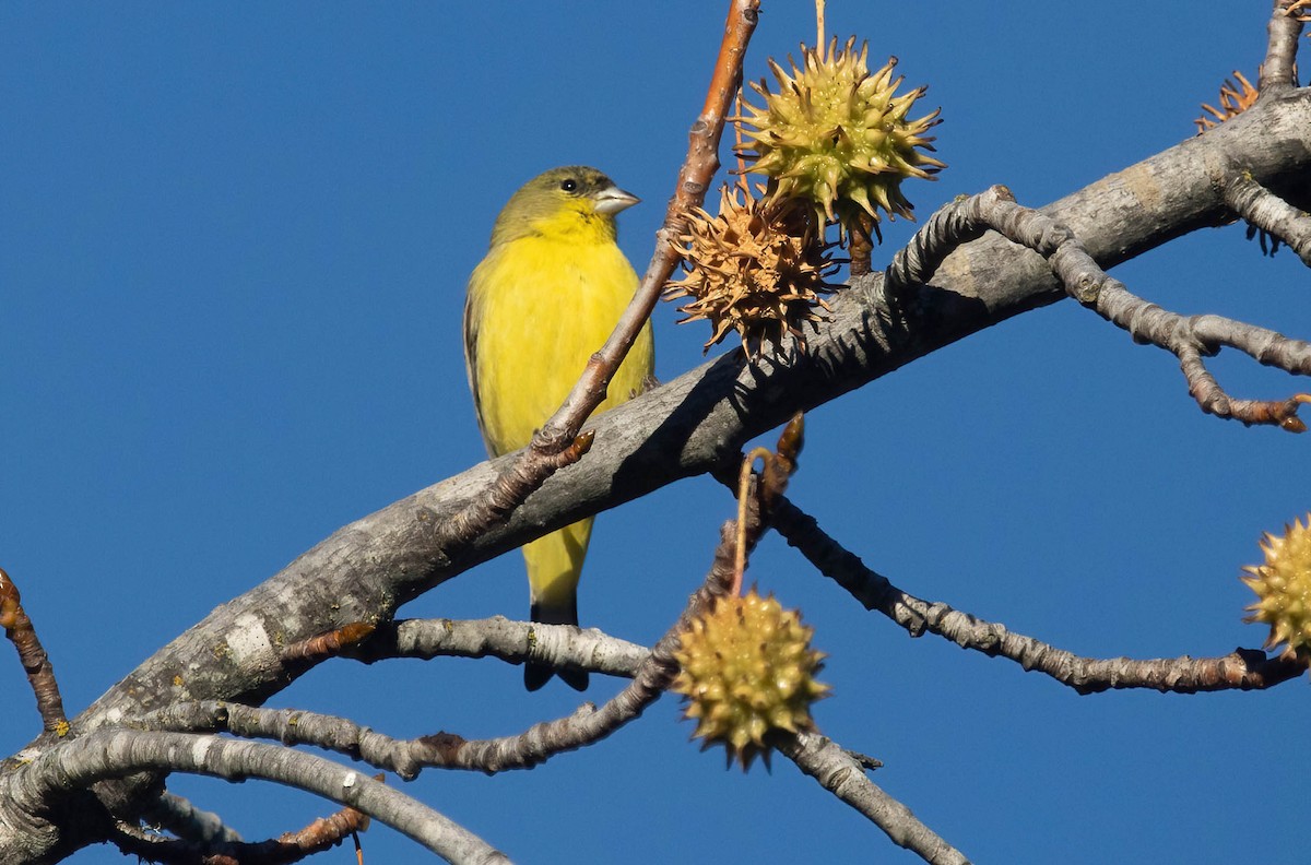 Lesser Goldfinch - ML646420568