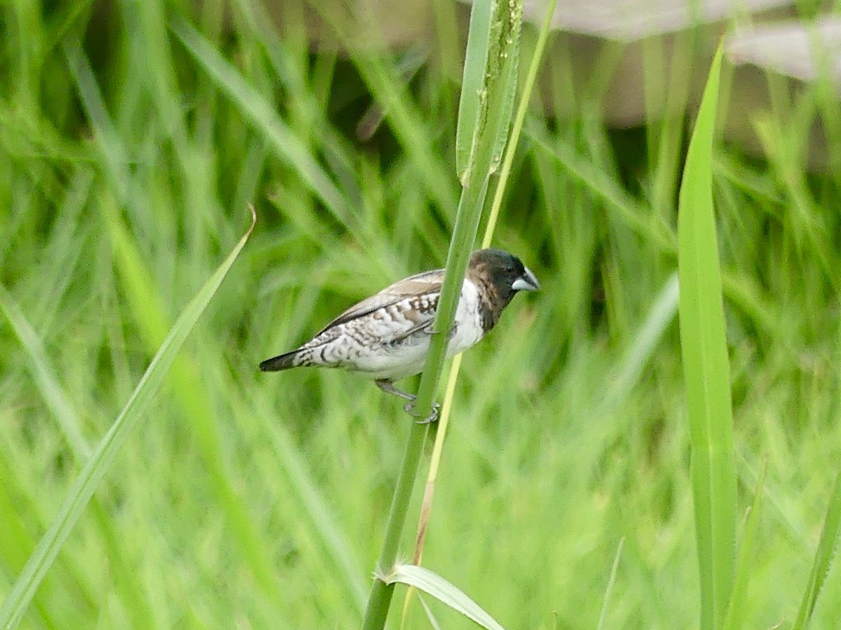 Bronze Mannikin - ML646420569