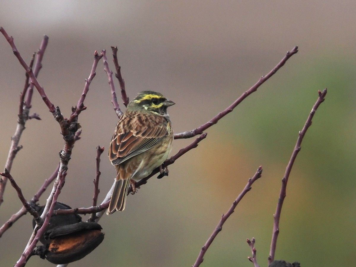 ノドグロアオジ - ML646420570