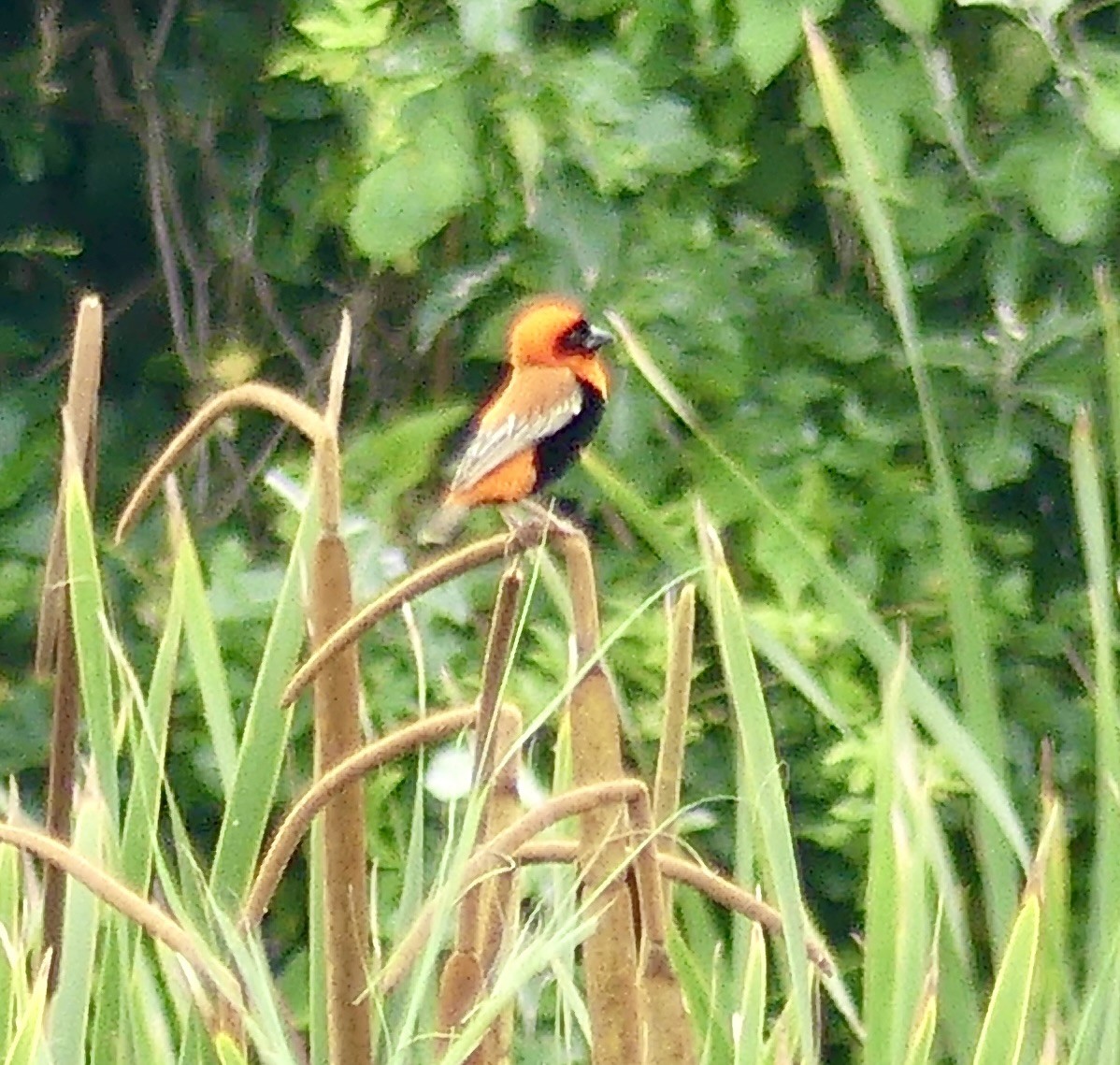 Southern Red Bishop - ML646420572