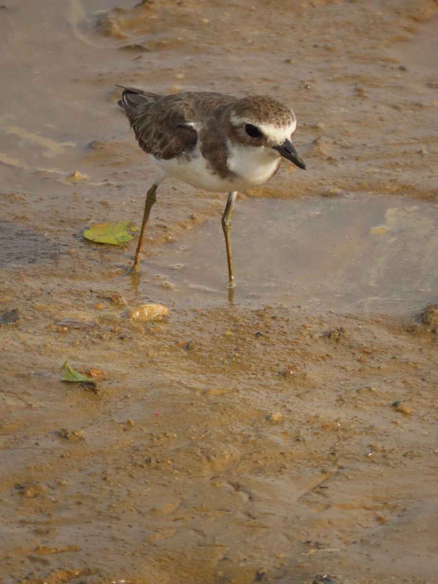 Пісочник морський - ML646420573