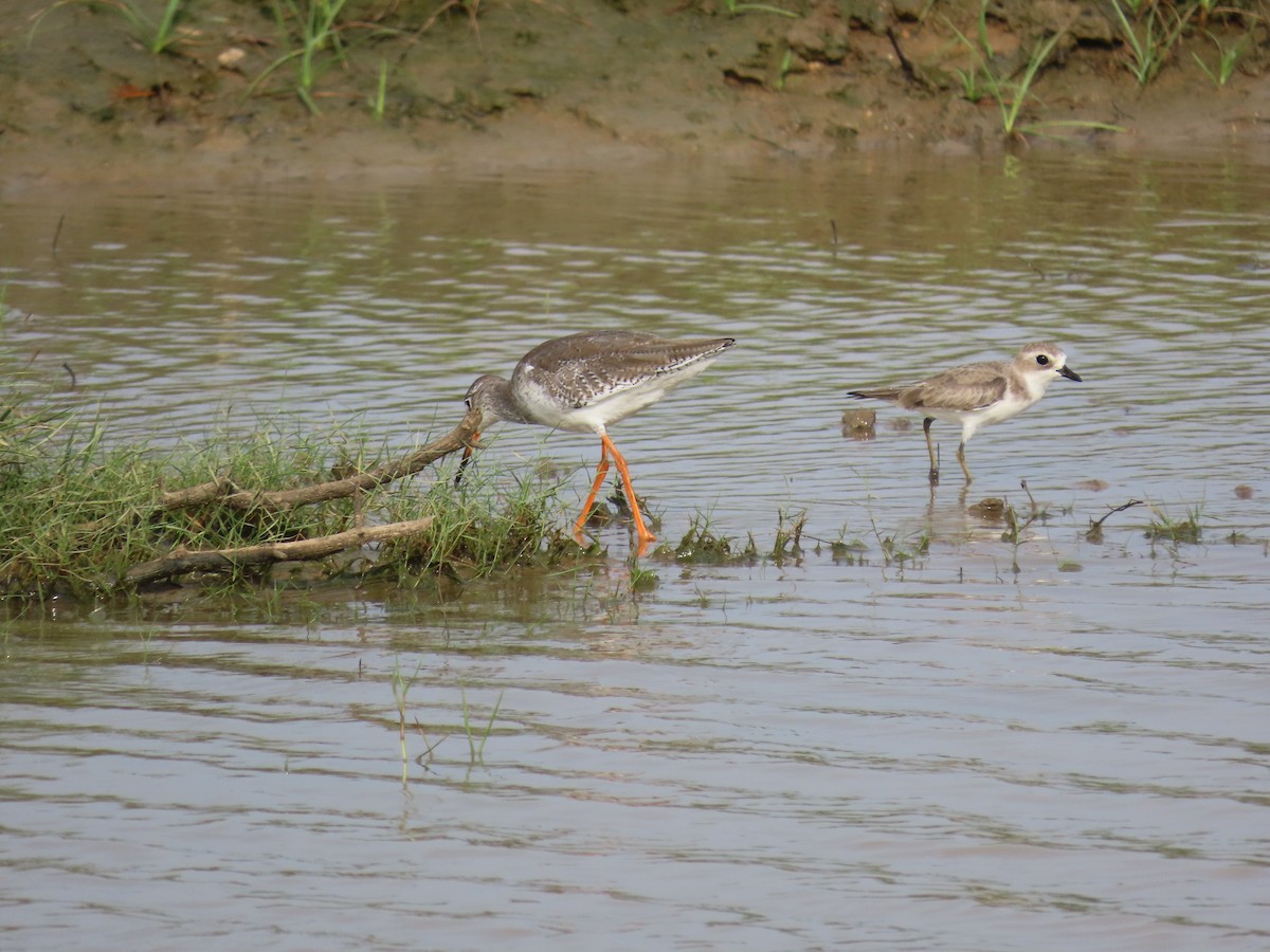 Пісочник морський - ML646420574
