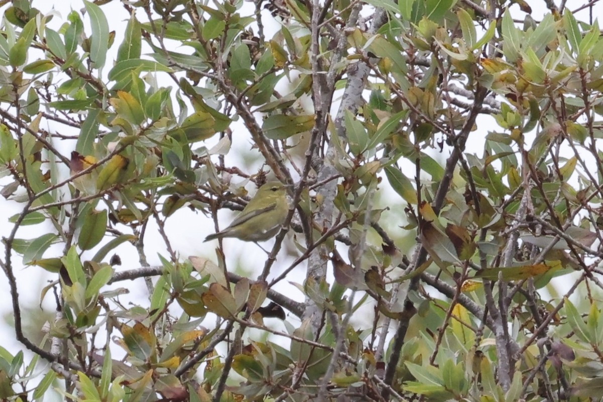 Tennessee Warbler - ML646420575