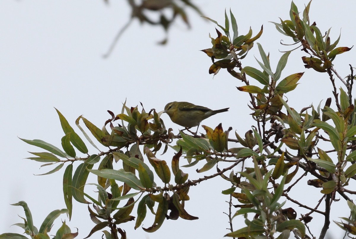 Tennessee Warbler - ML646420576