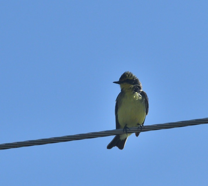 Yellow-browed Tyrant - ML646420579