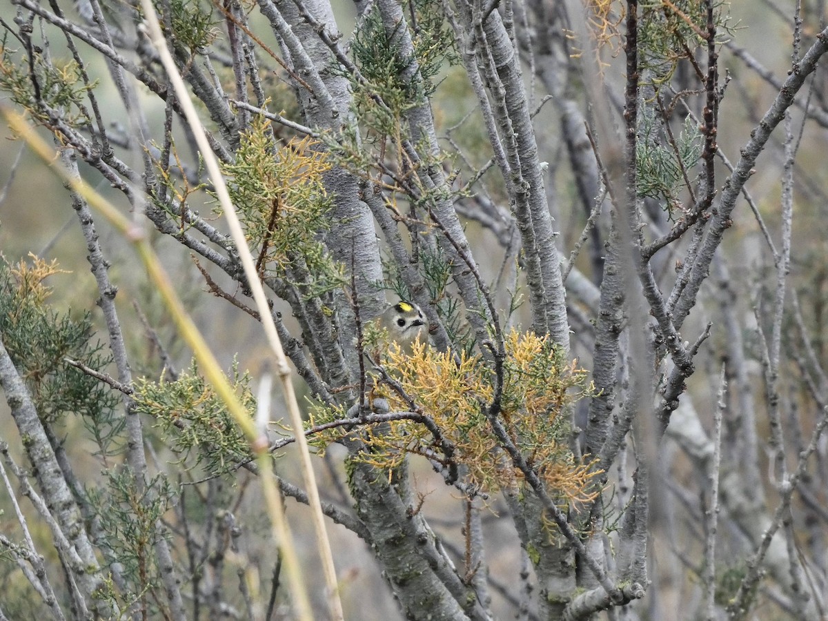Goldcrest - ML646420580