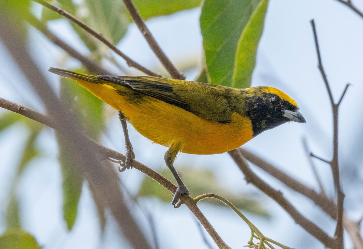 Trinidad Euphonia - ML646420581