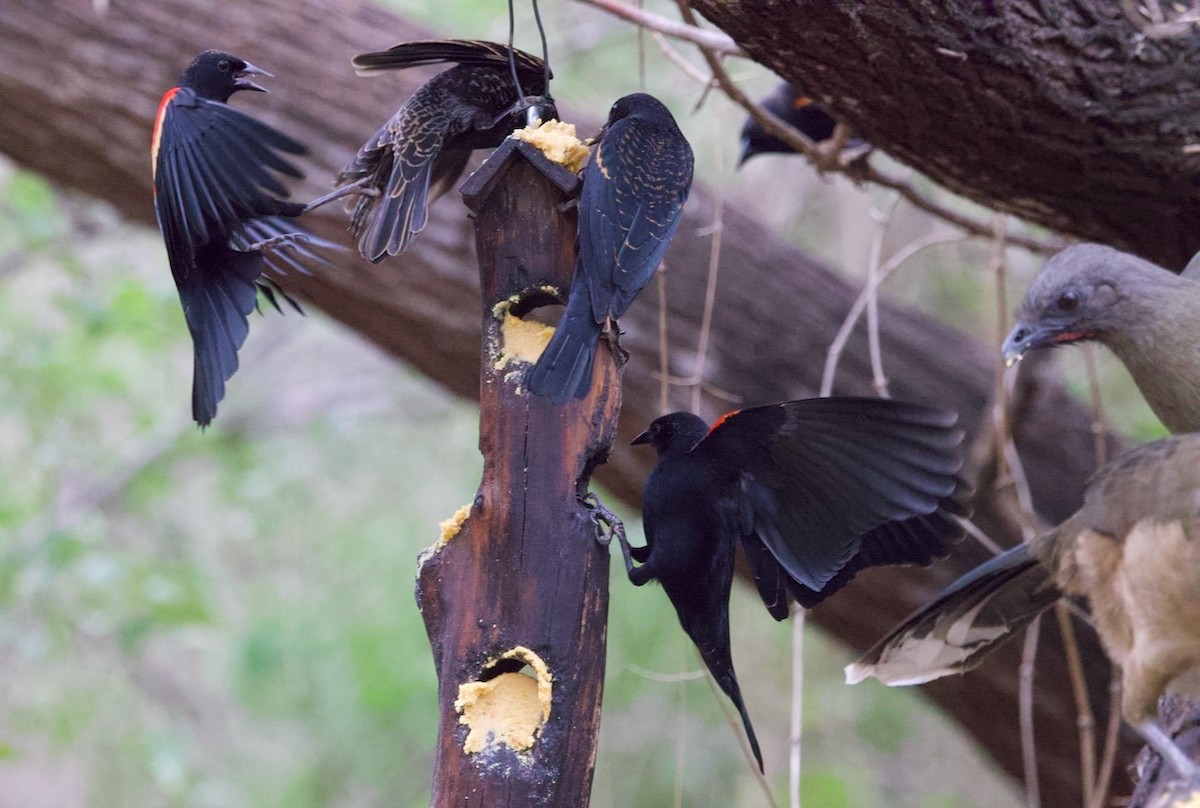 Red-winged Blackbird - ML646420582