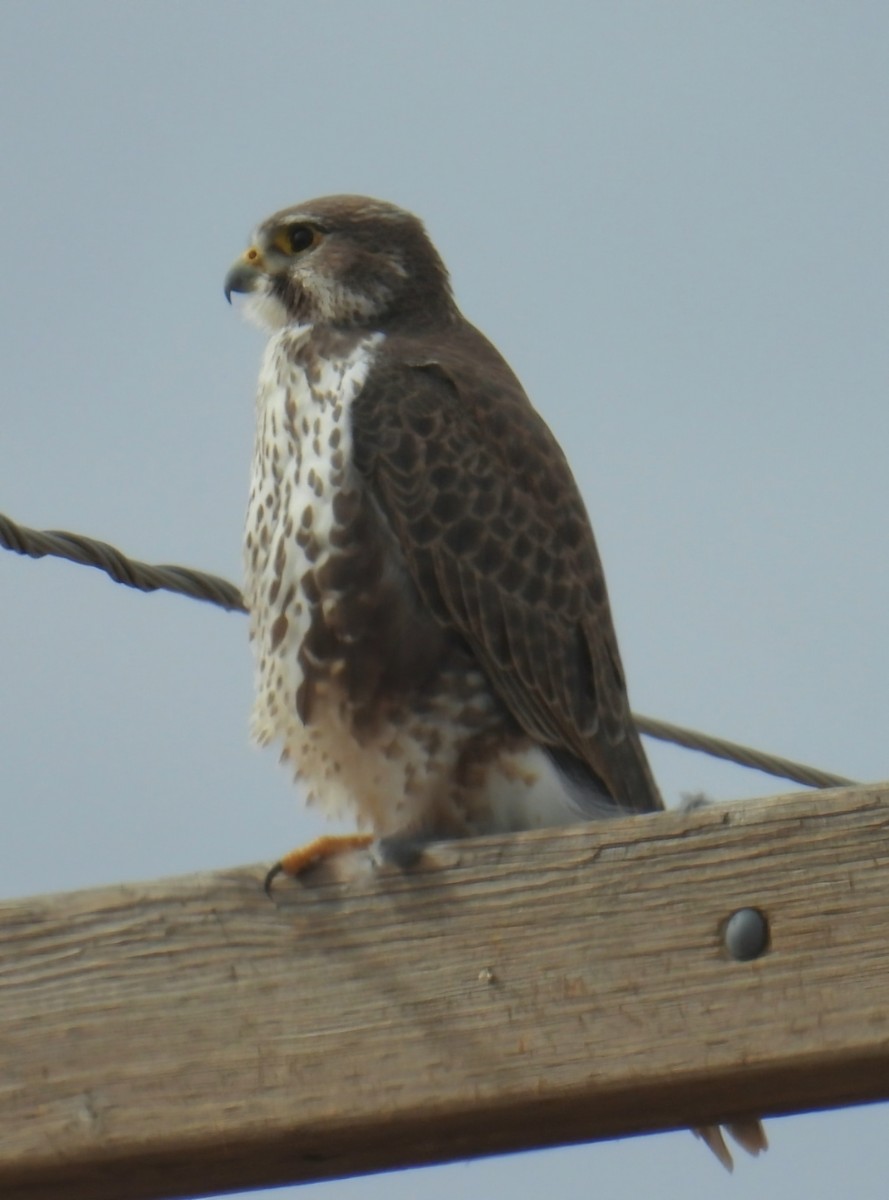 Prairie Falcon - ML646420584