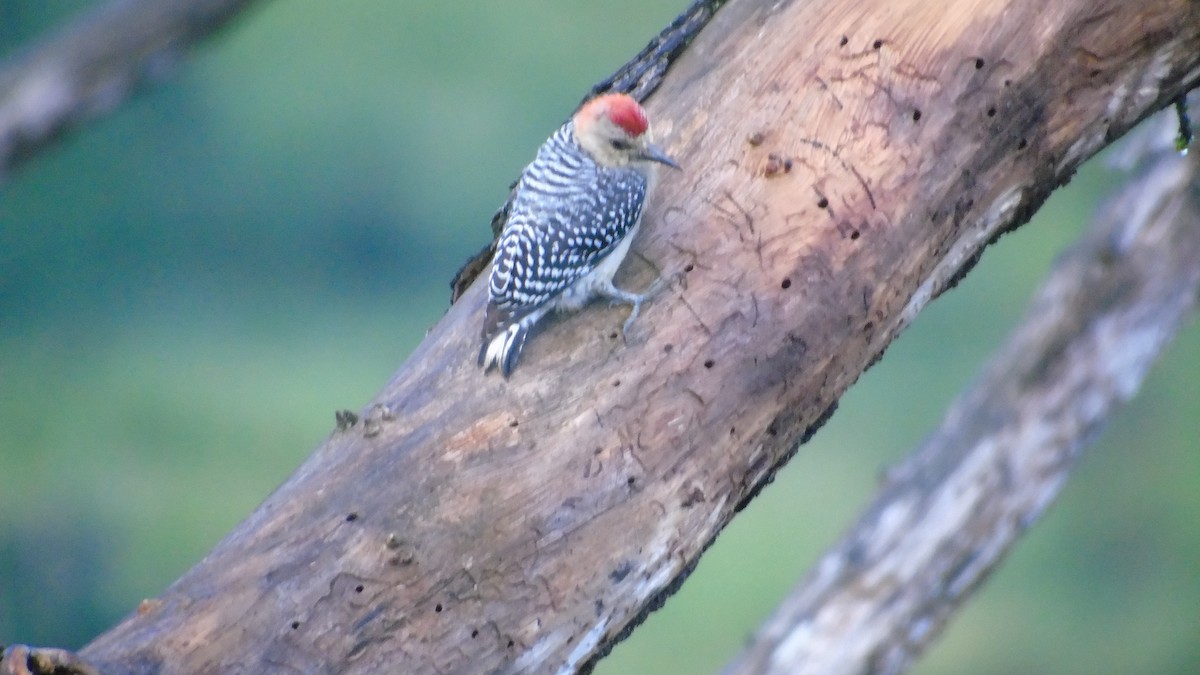 Red-crowned Woodpecker - ML646420585