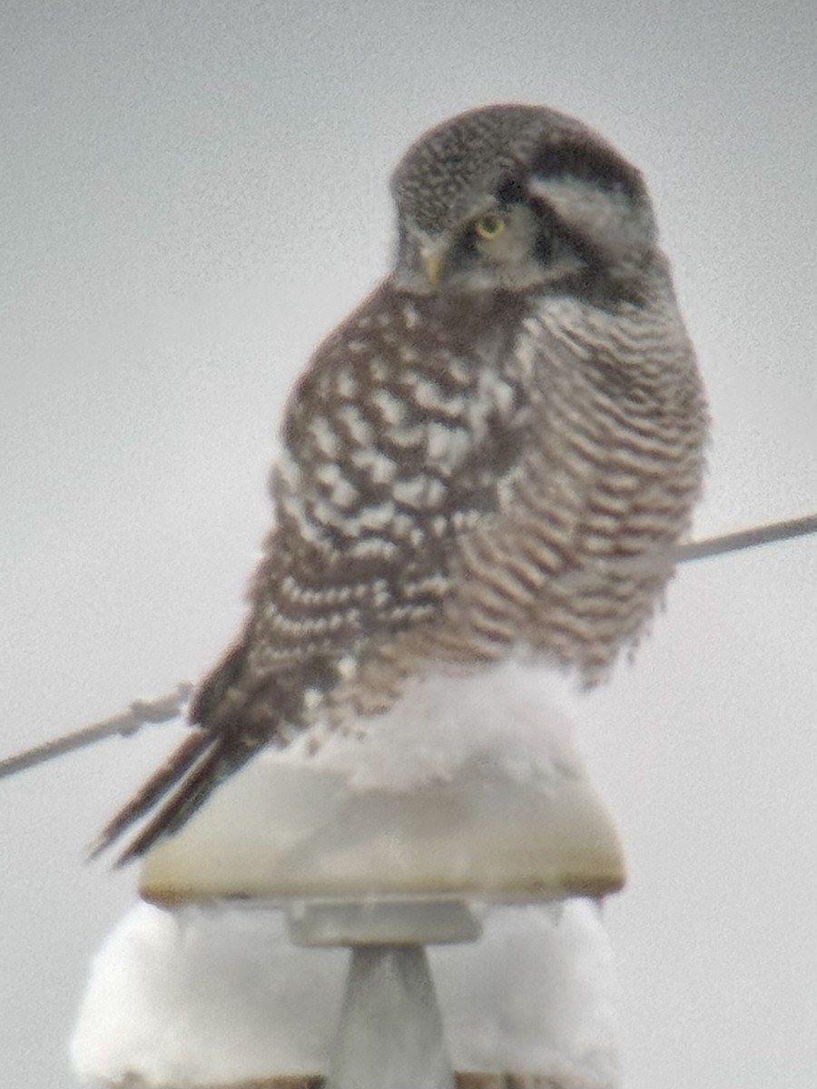 Northern Hawk Owl - ML646420586