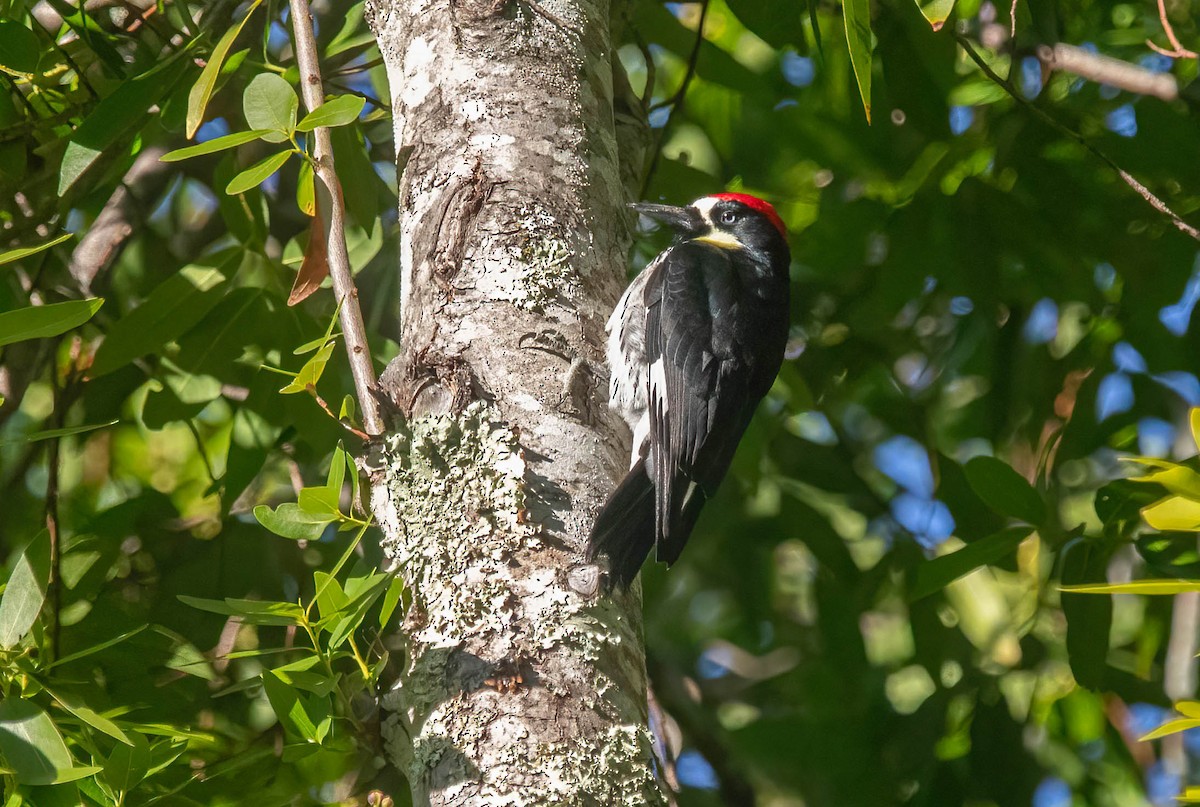 Acorn Woodpecker - ML646420587